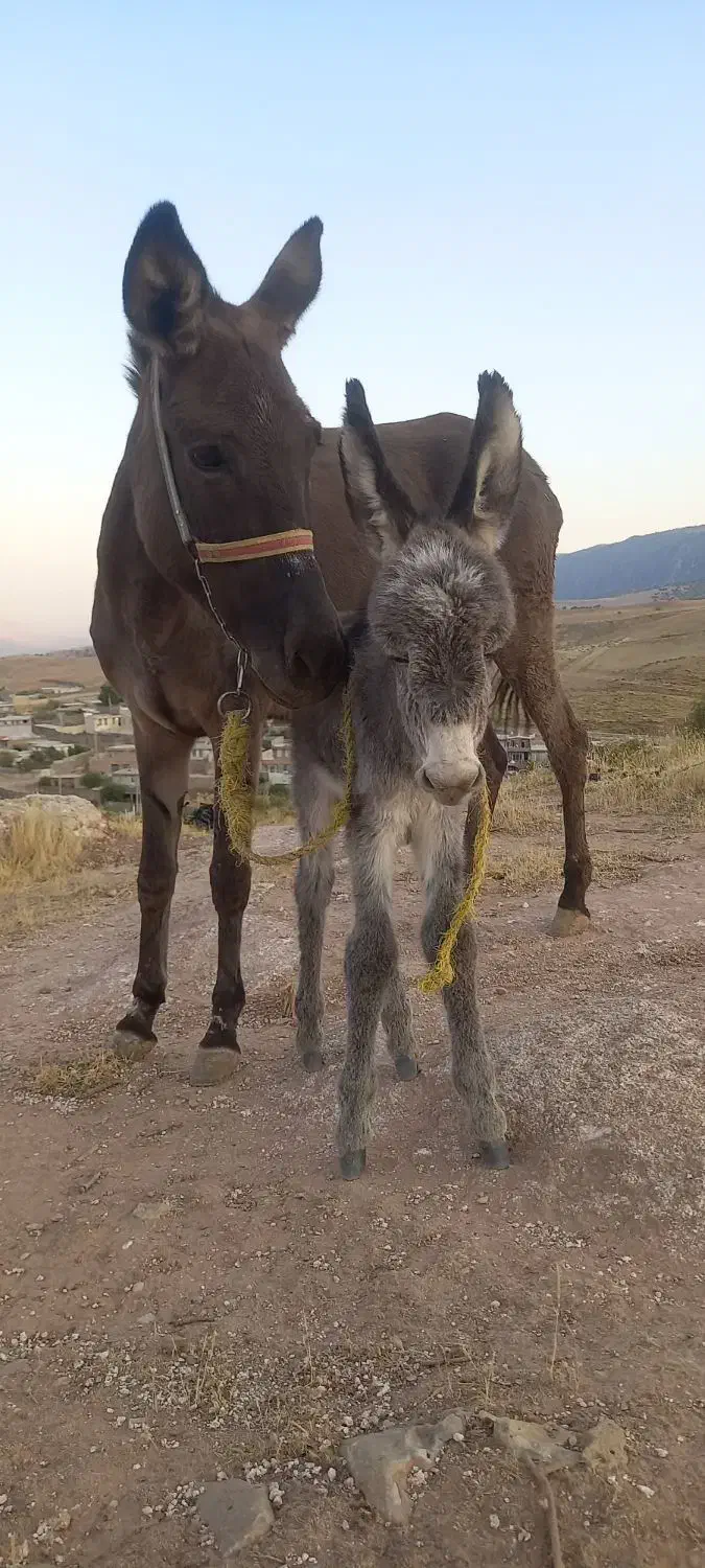 دو عدد الاغ، یکی نر و یکی ماده با کره ای ماده|حیوانات مزرعه|سیروان, |دیوار