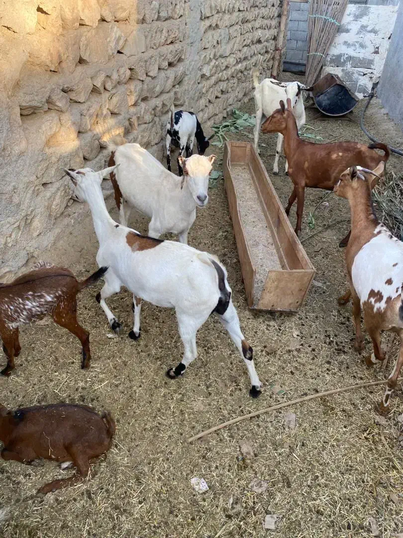 بز کهره با بز کهری|حیوانات مزرعه|بندرعباس, |دیوار