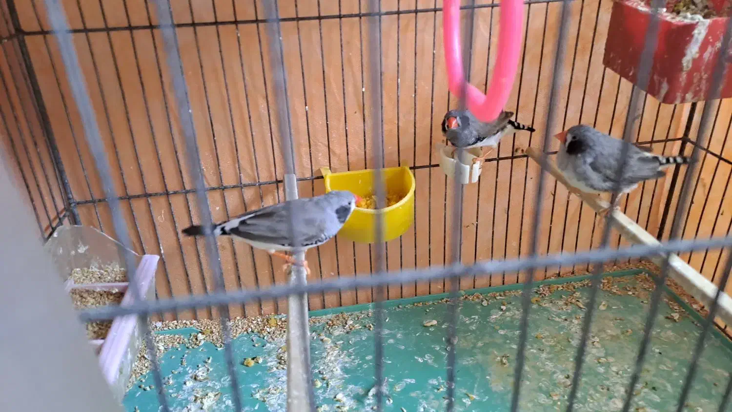 باسلام چند جفت فنچ به فروش میرود|پرنده|شیراز, جانبازان|دیوار