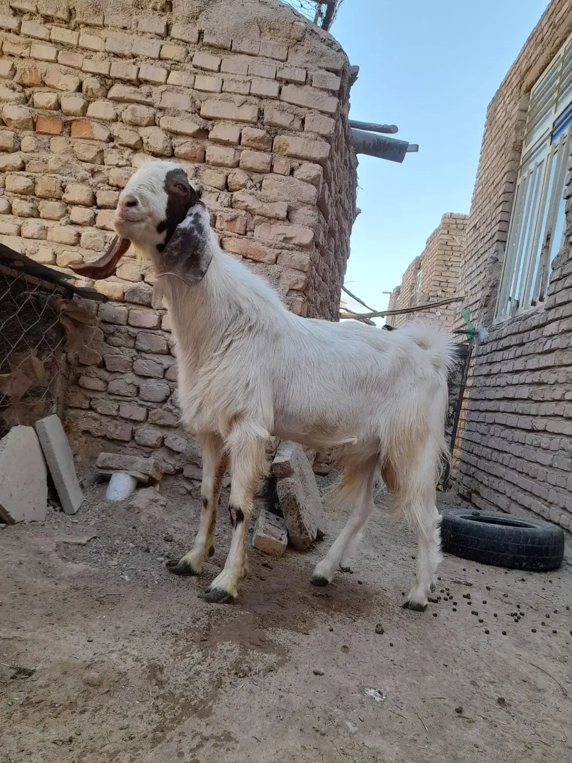 نری کل پاکستانی|حیوانات مزرعه|رفسنجان, |دیوار