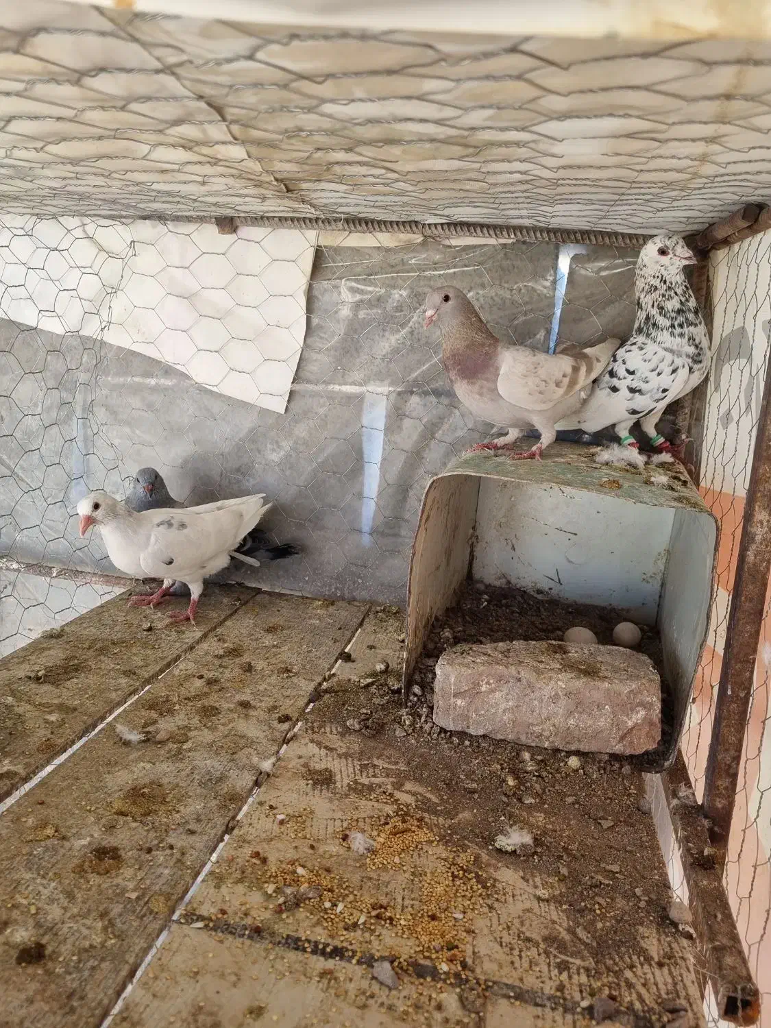 سار|حیوانات|رفسنجان, |دیوار