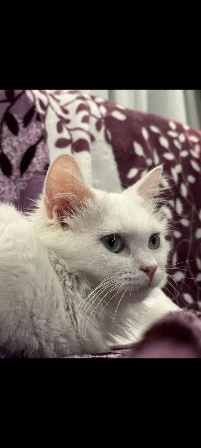 واگذاری گربه فوق العاده زیبا سفید اسکاتیش ترکیش|گربه|تهران, شهرک چیتگر|دیوار