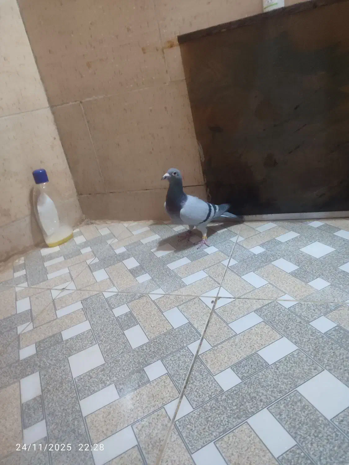 ماده بلژیک شناسامدارمولد|پرنده|رامهرمز, |دیوار