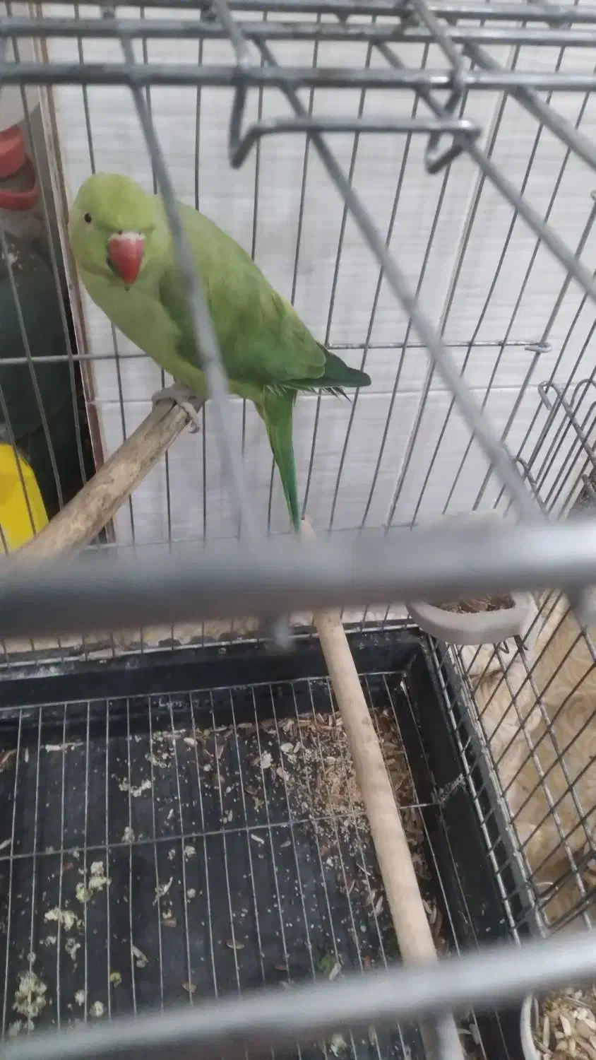 طوطی گمشده|پرنده|ایلام, |دیوار