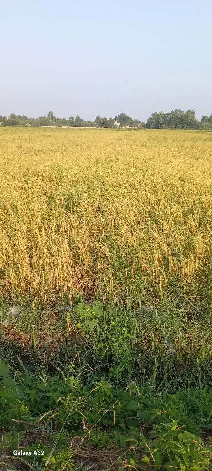 برنج هاشمی درجه یک|خوردنی و آشامیدنی|صومعه‌سرا, |دیوار