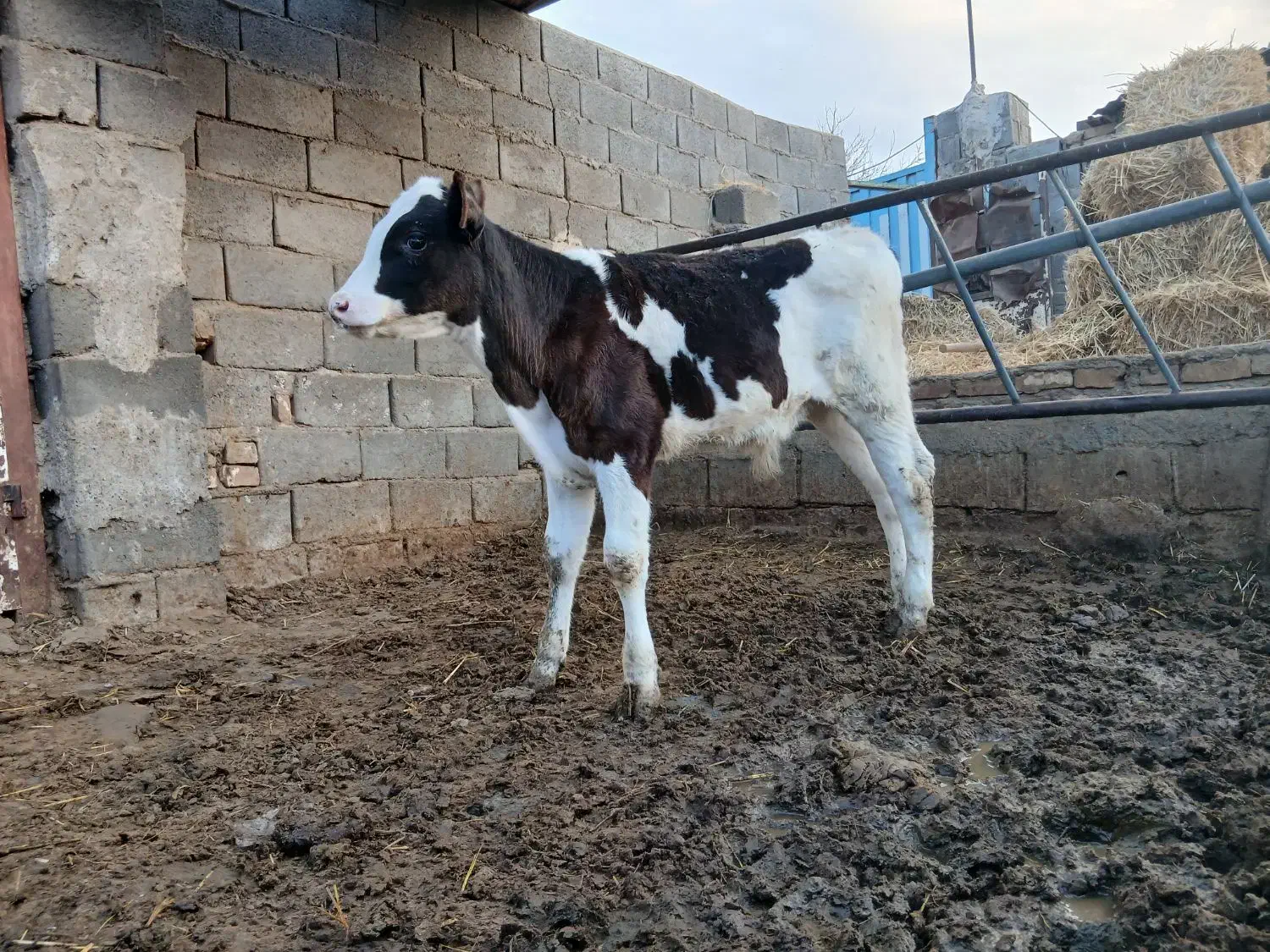 گوساله نر|حیوانات مزرعه|پائین جام, |دیوار