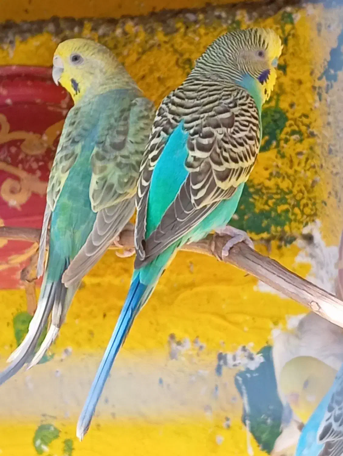 جفت رنگ خاص معامله میکنم مرغشق دیگه|پرنده|کنارک, |دیوار