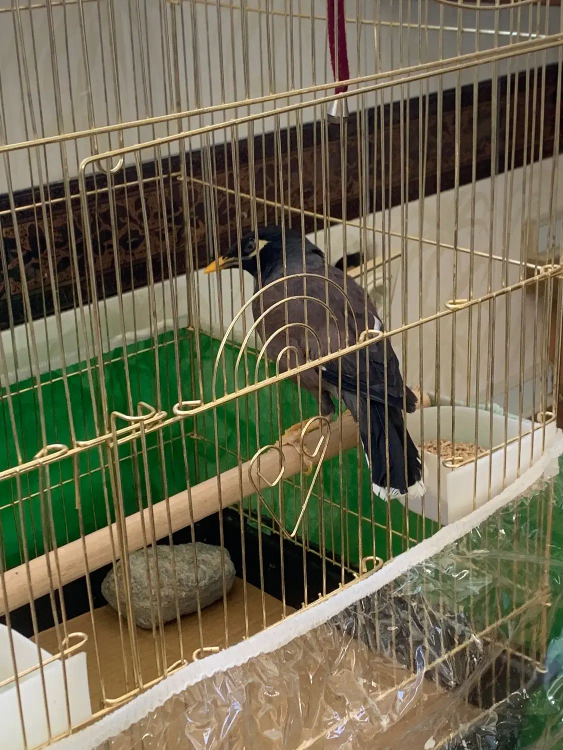 مرغ مینا سرحال|پرنده|تبریز, |دیوار