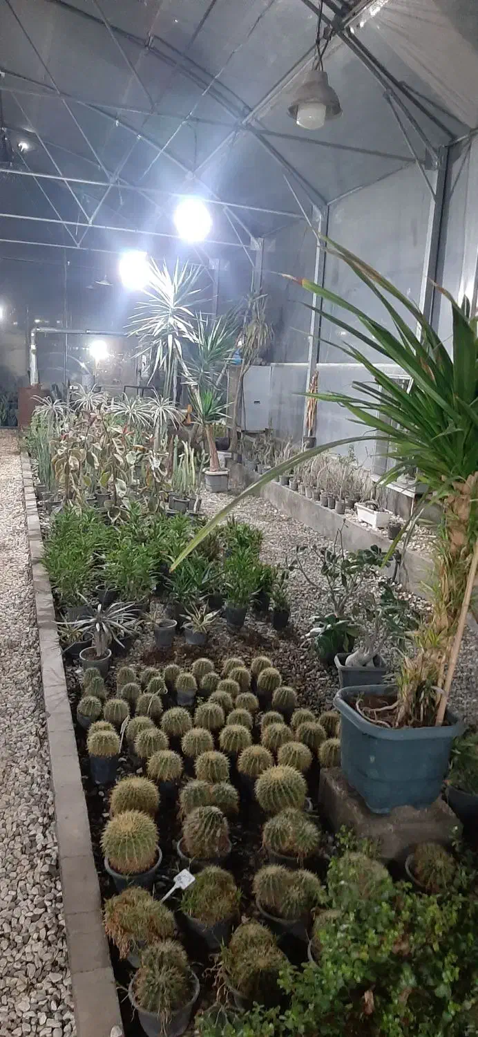 فروش ویژه گلهای آپارتمانی و ویلایی|حراج|صفادشت, |دیوار