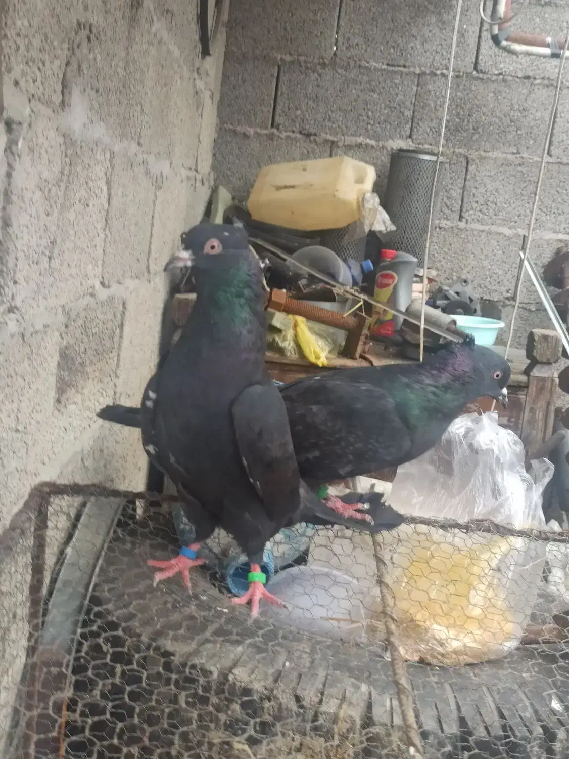 کبوتر ابادانی|پرنده|رشت, پل تالشان|دیوار