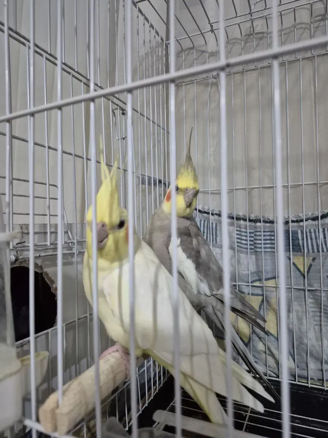 دو جفت عروس هلندی با جوجه عروس هلندی|پرنده|بجنورد, |دیوار