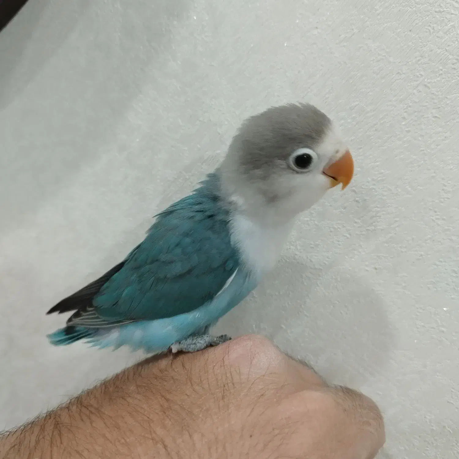 جوجه برزیلی (کوتوله)|پرنده|فولادشهر, C7|دیوار