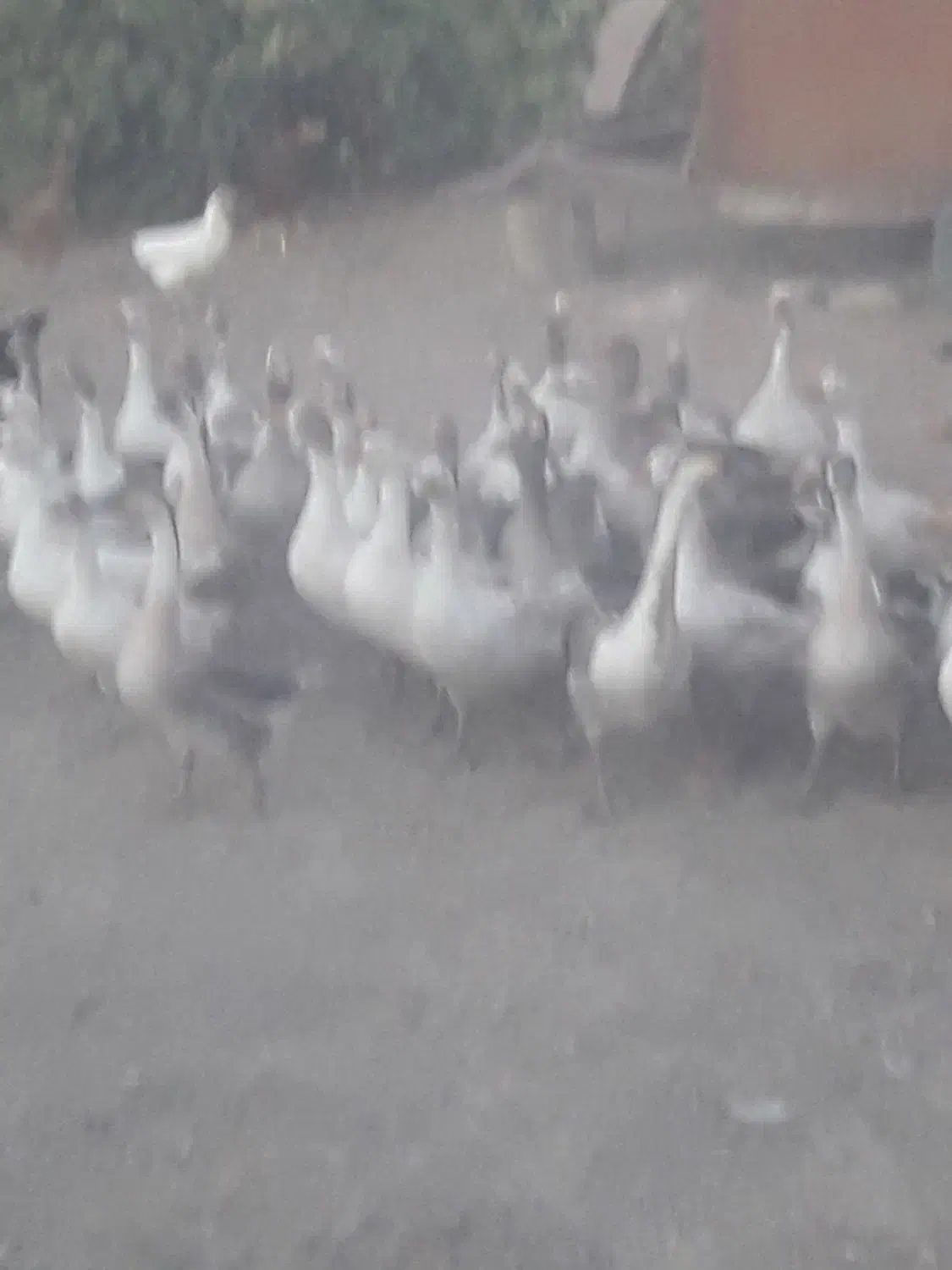 غاز بالغ|حیوانات مزرعه|کوزران, |دیوار