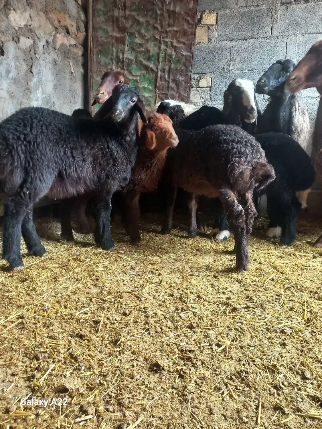 ۶راس گوسفند و ۷ بره معاوضه|حیوانات مزرعه|هندمینی, |دیوار