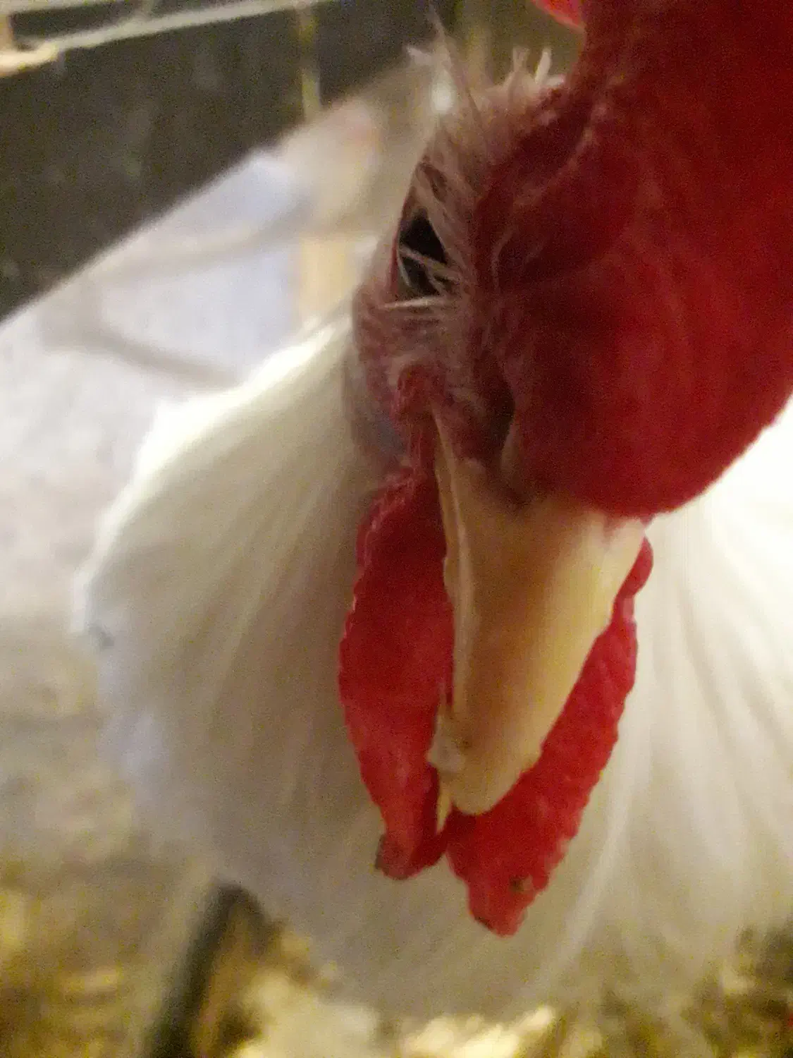 جوجه خروس|حیوانات مزرعه|کرج, بنیاد|دیوار