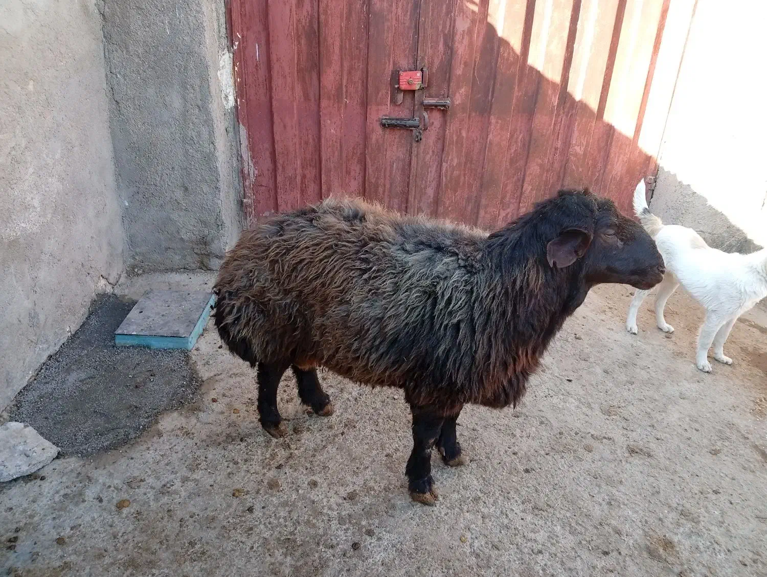 قوچ همو|حیوانات مزرعه|قوچان, |دیوار