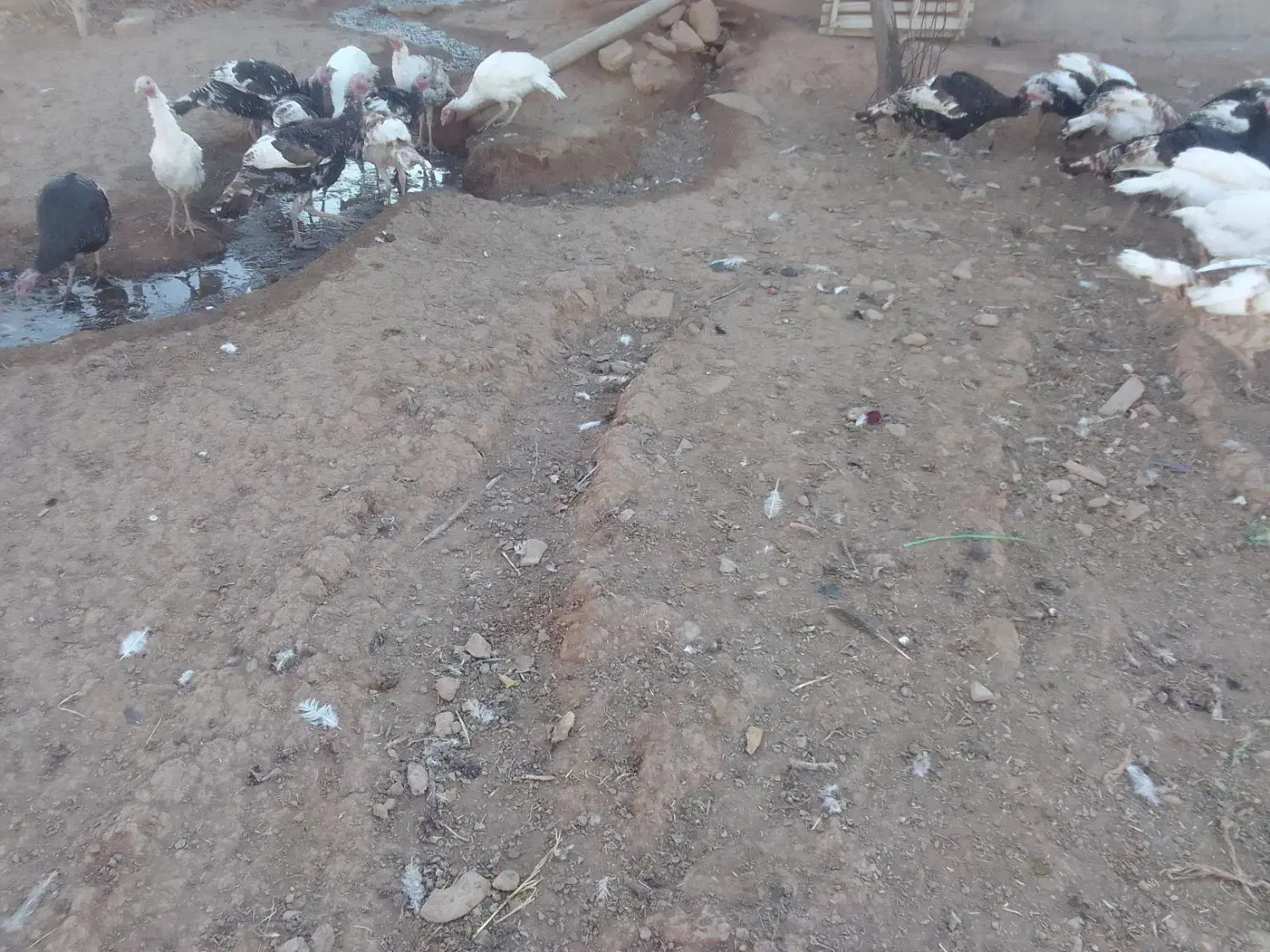 فروشی|حیوانات مزرعه|قیدار, |دیوار