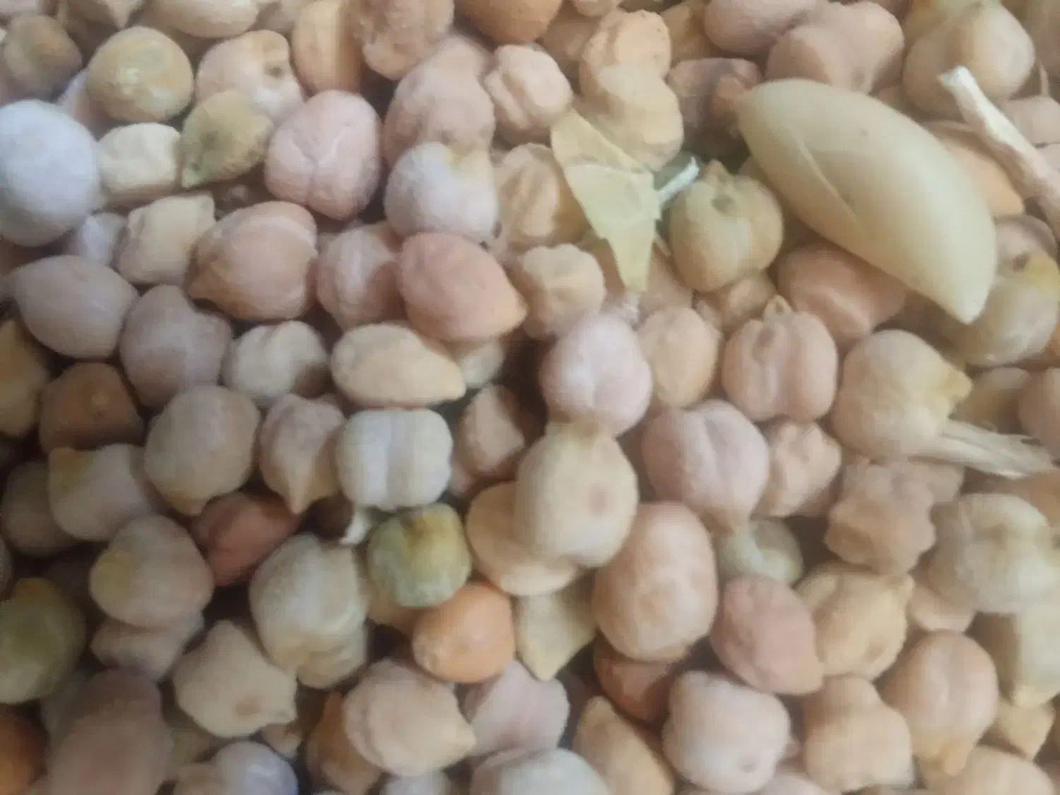 حبوبات.|خوردنی و آشامیدنی|قیدار, |دیوار