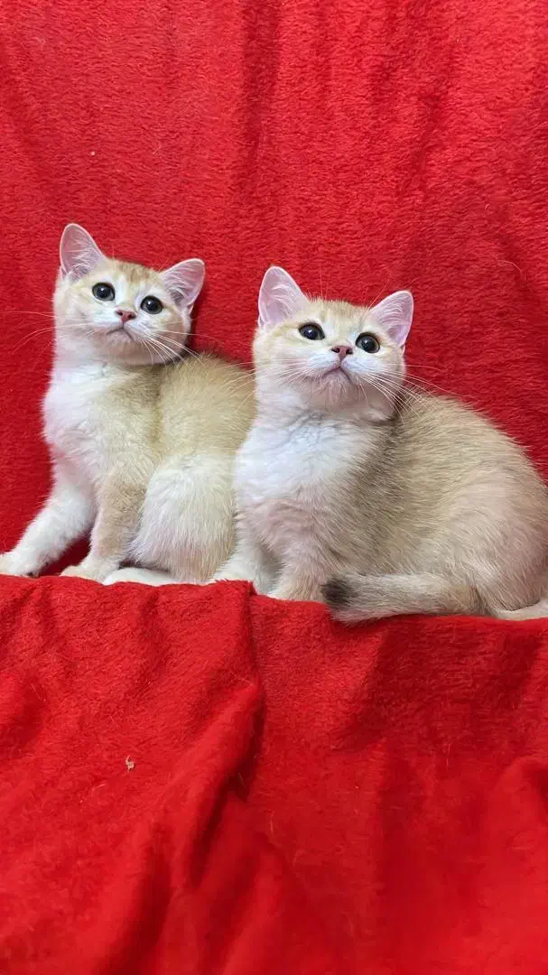 بریتیش شورت هیر و لانگ هیر|گربه|کرج, جهان‌شهر|دیوار