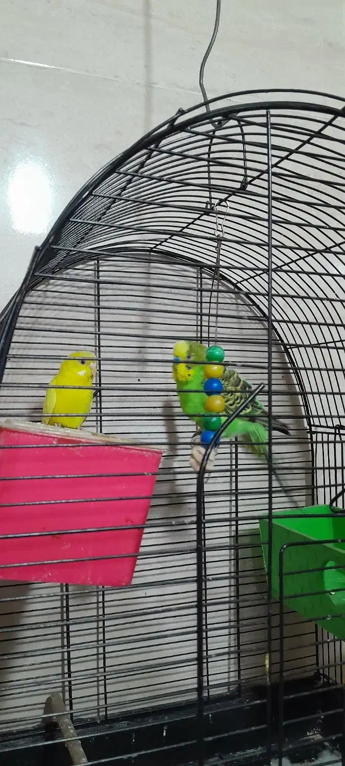 مرغ عشق فروش فوری|پرنده|سنندج, |دیوار