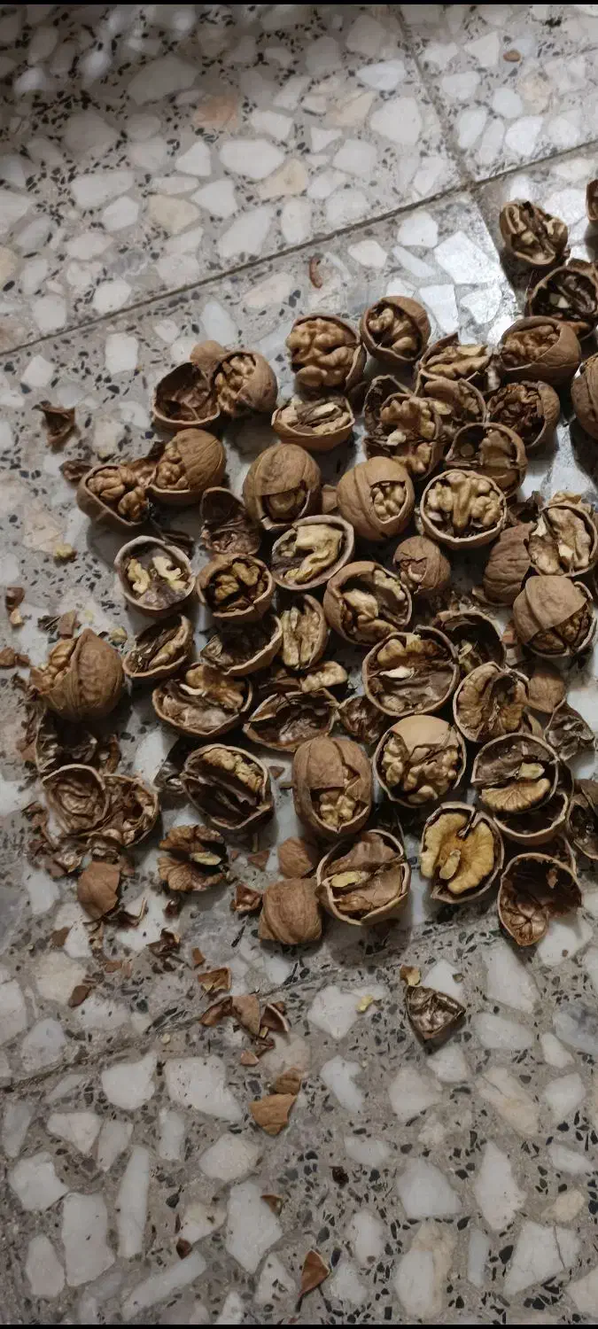 گردو خوش طعم و پرچرب|خوردنی و آشامیدنی|شاهین دژ, |دیوار