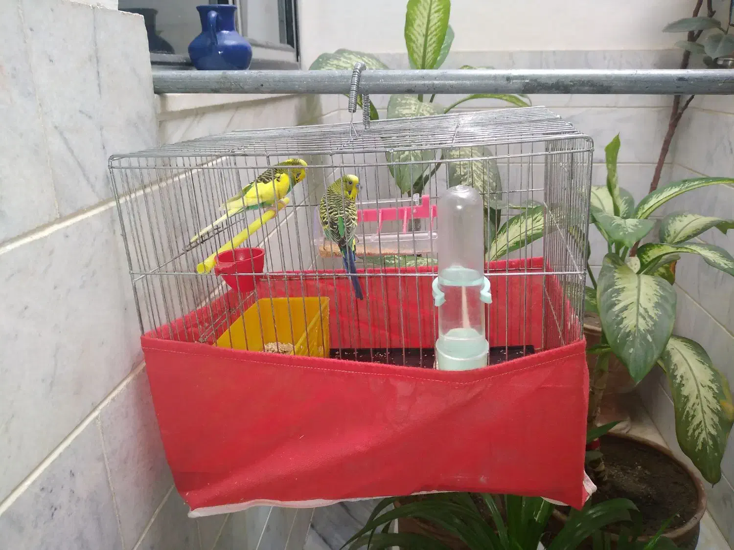 جفت مرغ عشق نر و ماده به فروش میرسد|پرنده|سنقر, |دیوار