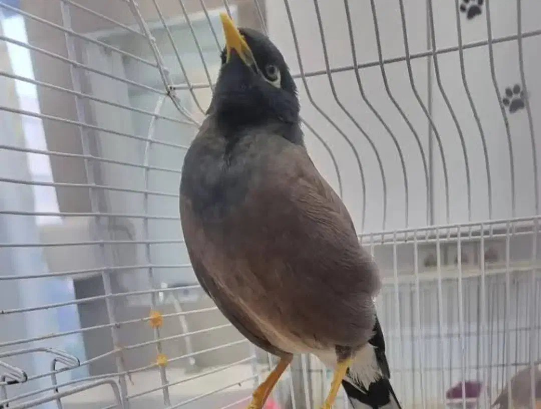 مرغ مینا سخنگو ۲۰ کلام|پرنده|تهران, سلسبیل شمالی|دیوار