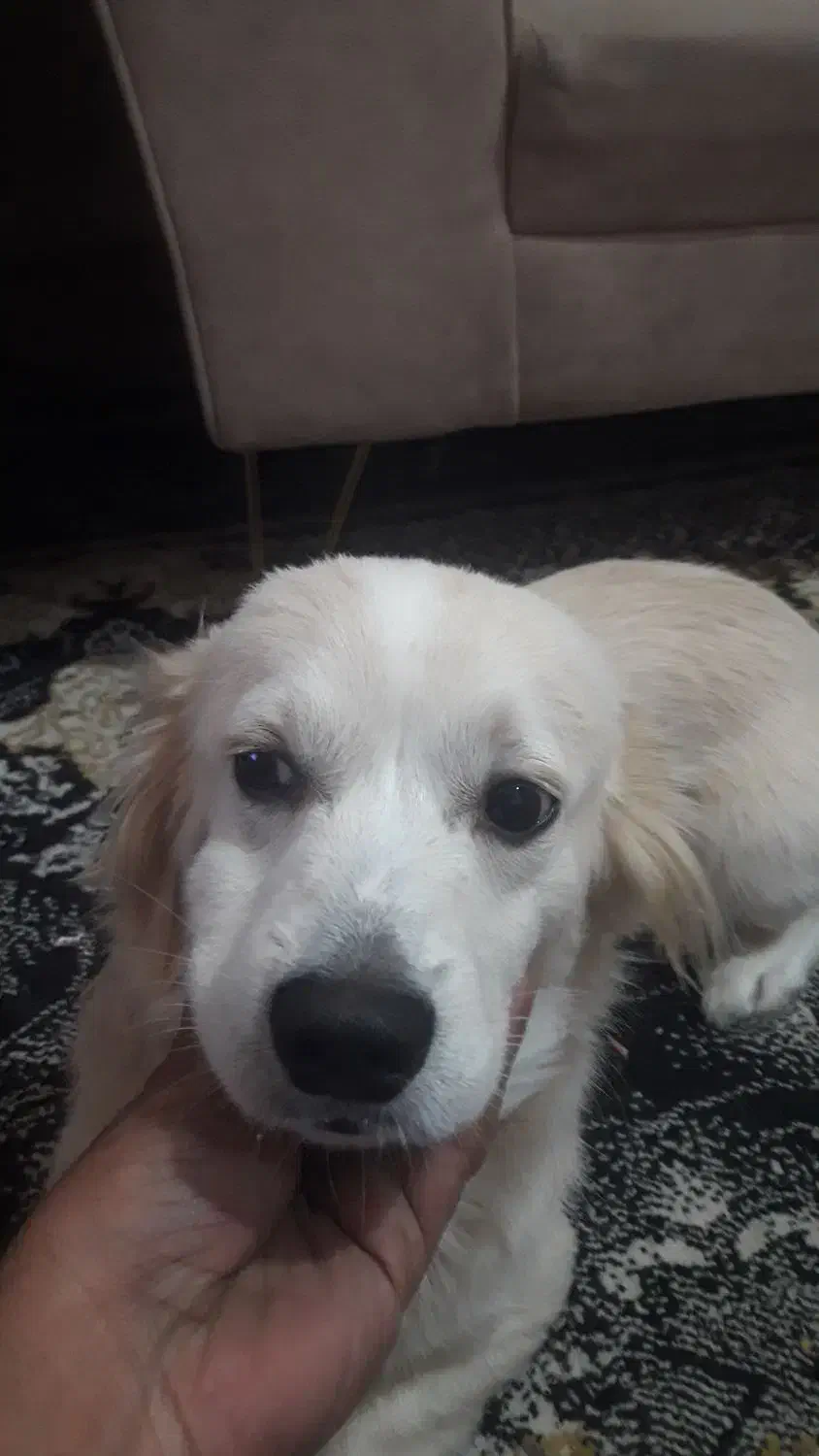 سگ شیتزو پامر|سگ|آبادان, |دیوار