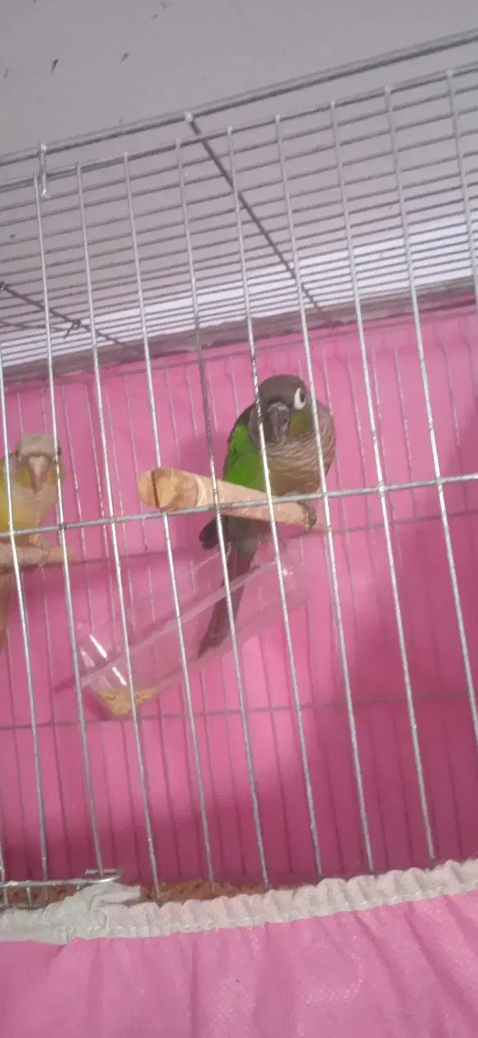 گرینچیک مولد خوشکل|پرنده|ابهر, |دیوار