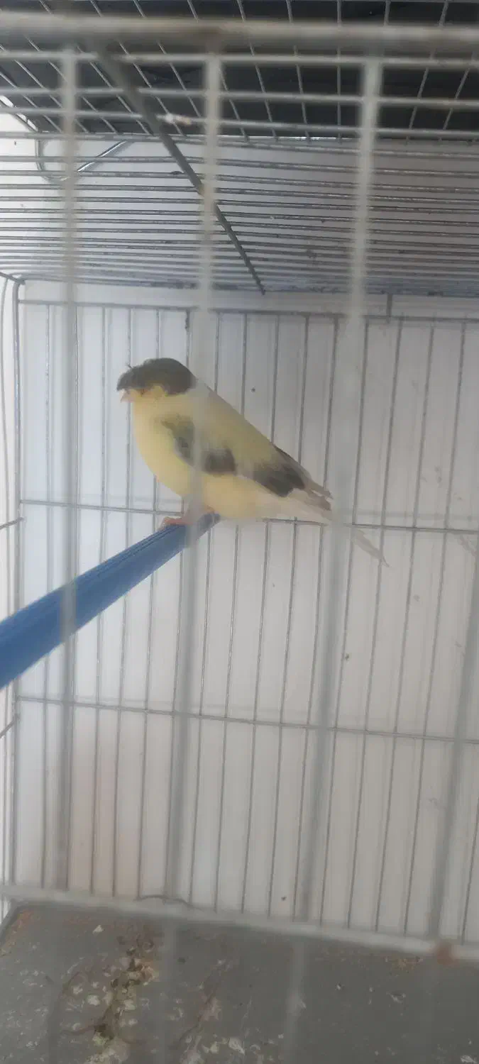 قناری|پرنده|نجفآباد, ویلاشهر|دیوار