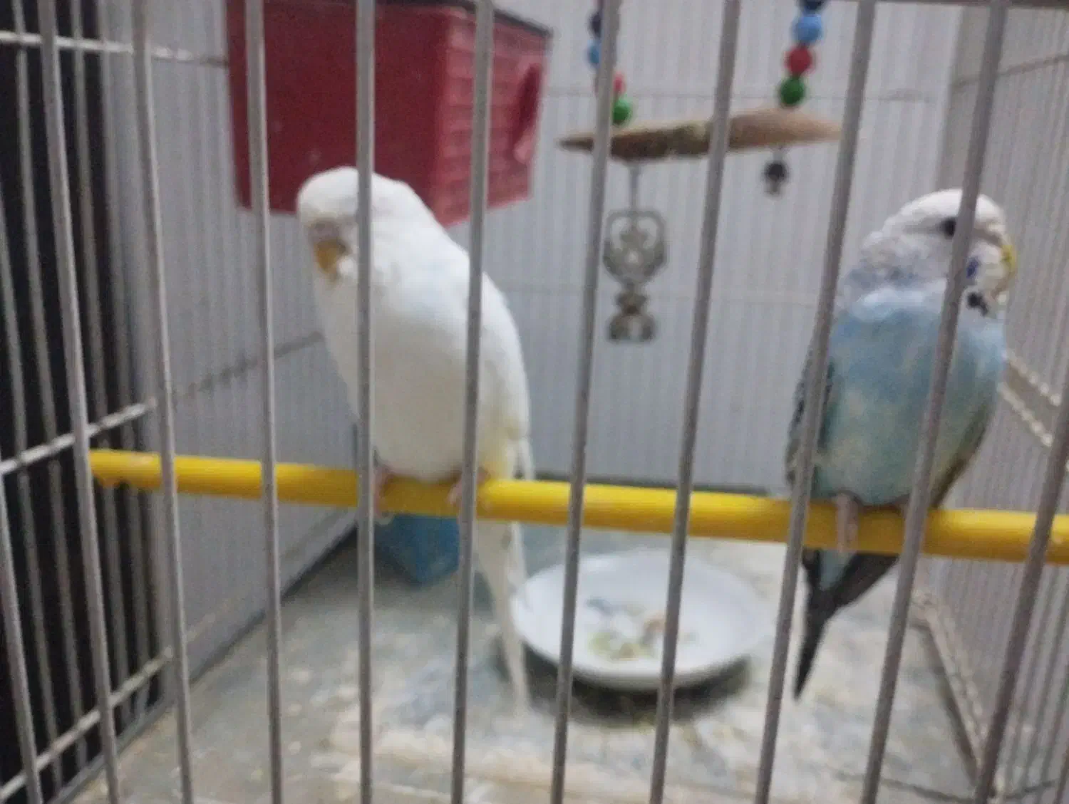 مرغ عشق نر ماده|پرنده|مشهد, رضاییه|دیوار