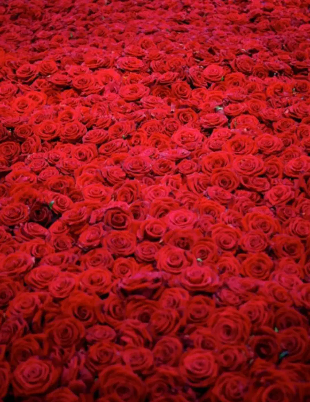 گل رز|گل و گیاه طبیعی|مبارکه, |دیوار