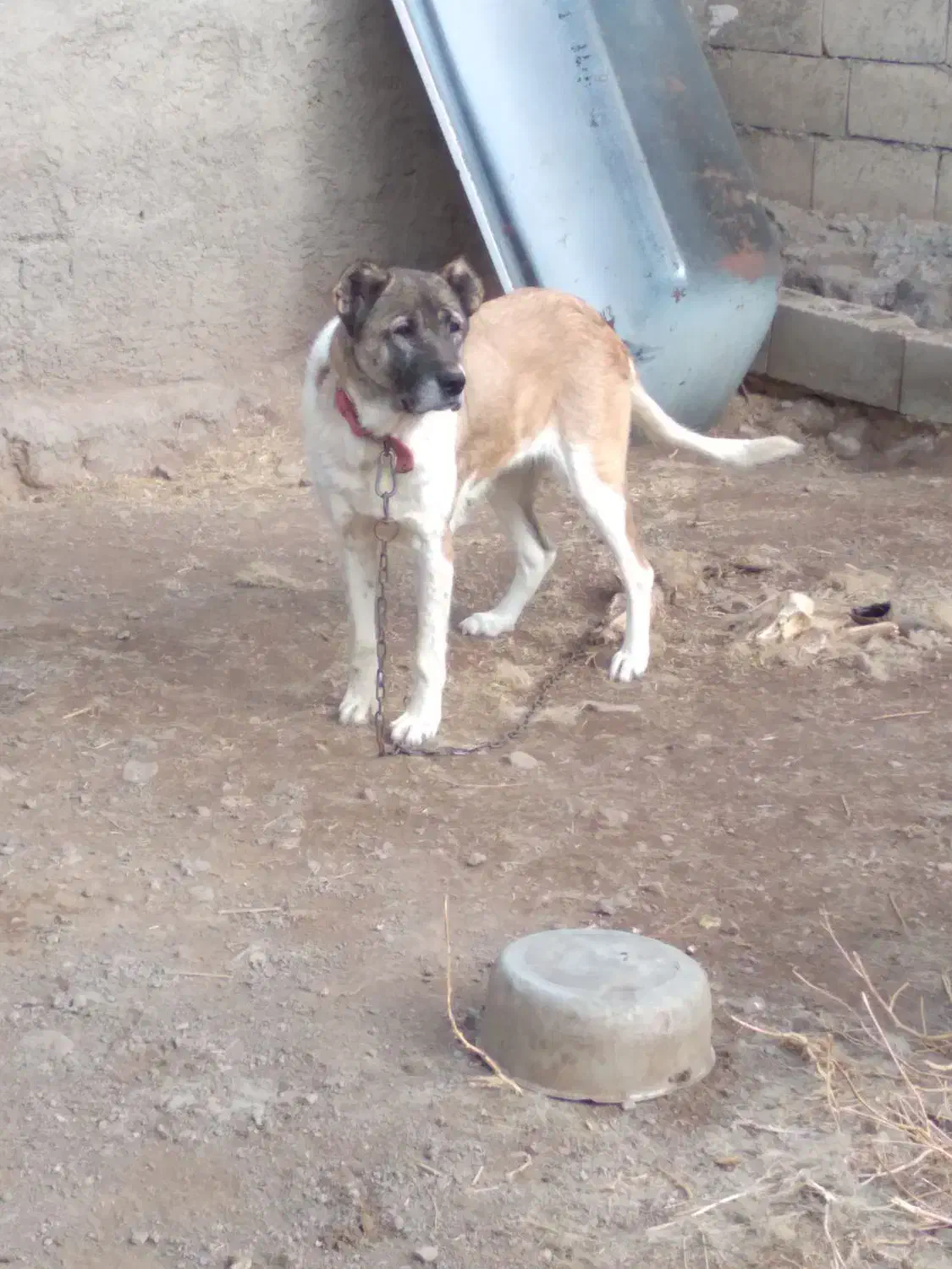 ماده سرابی آماده واگذاری|سگ|سراب, |دیوار