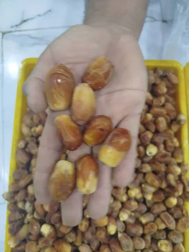 زاهدی (قصب)بهبهان|عمدهفروشی|سعدآباد, |دیوار