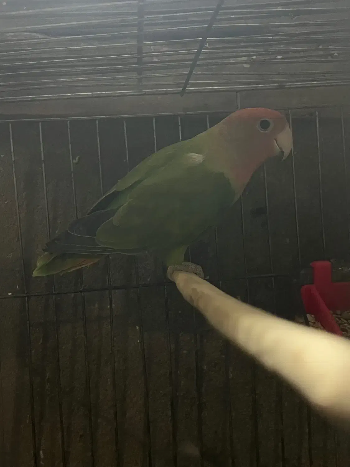 طوطی کوتوله برزیلی ماده مولد|پرنده|قائم‌شهر, |دیوار