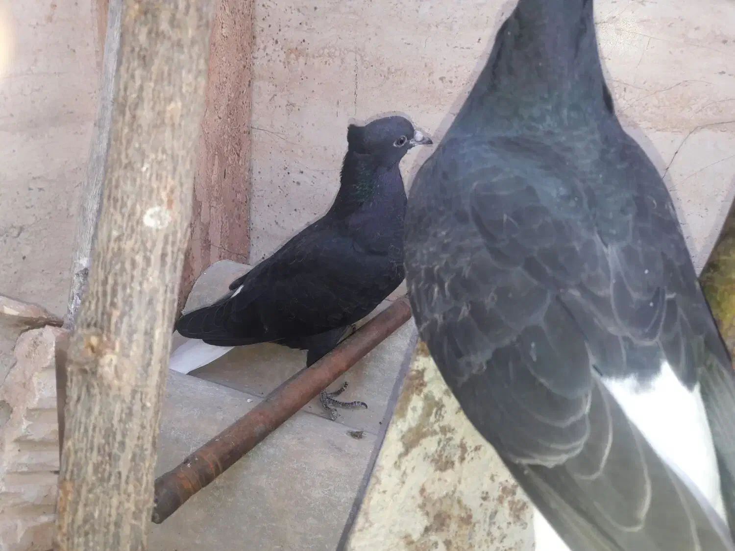 جفت جوجه سیاه دم سفید.جوجه طوق زرد نر|پرنده|بهبهان, |دیوار