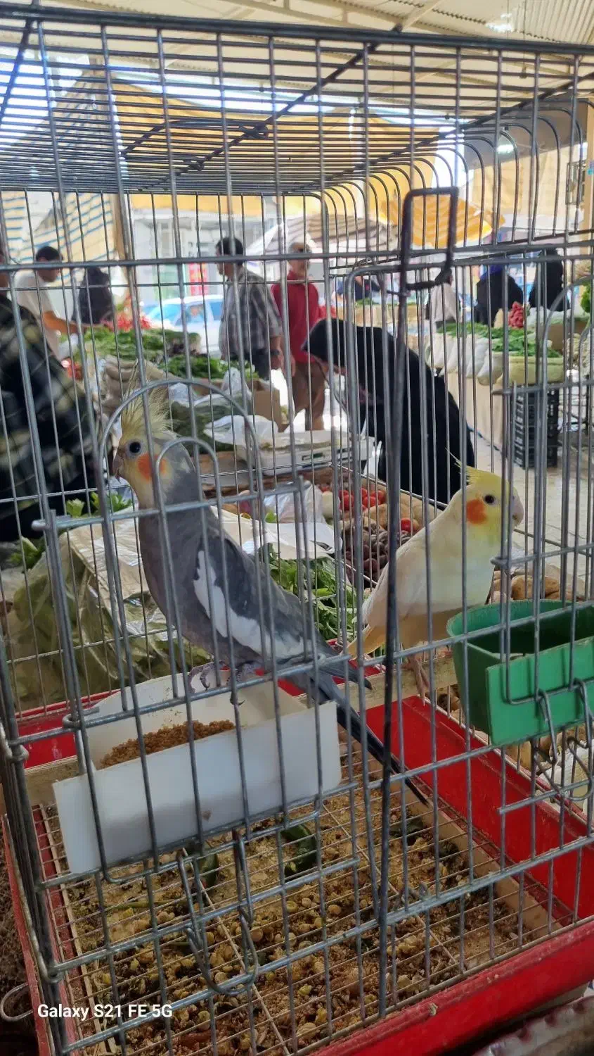 طوطی عروس نر ماده  مولد فروشی ماده لوتینو دستی|پرنده|بهبهان, |دیوار