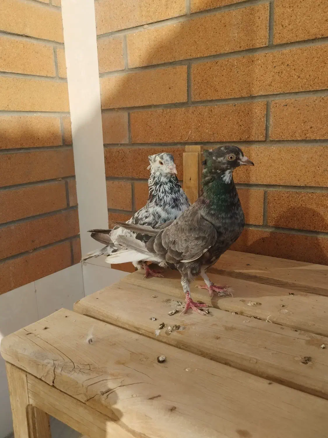 کبوتر سرور|پرنده|اردکان, |دیوار