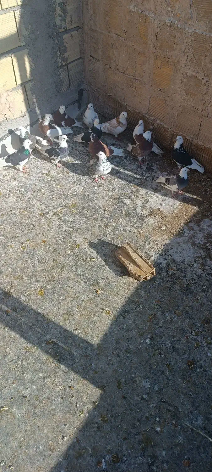 کبوتر|پرنده|تبریز, |دیوار