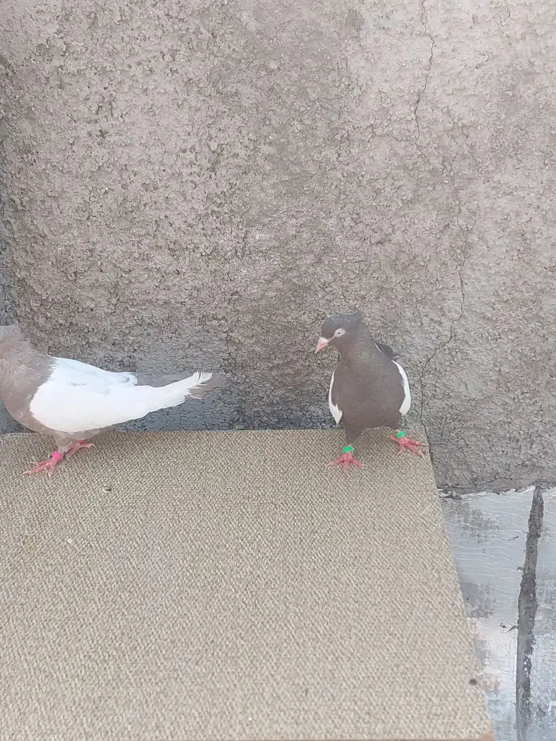 یک جفت کبوتر دوبال سفید|پرنده|پاکدشت, پاکدشت (مامازند)|دیوار