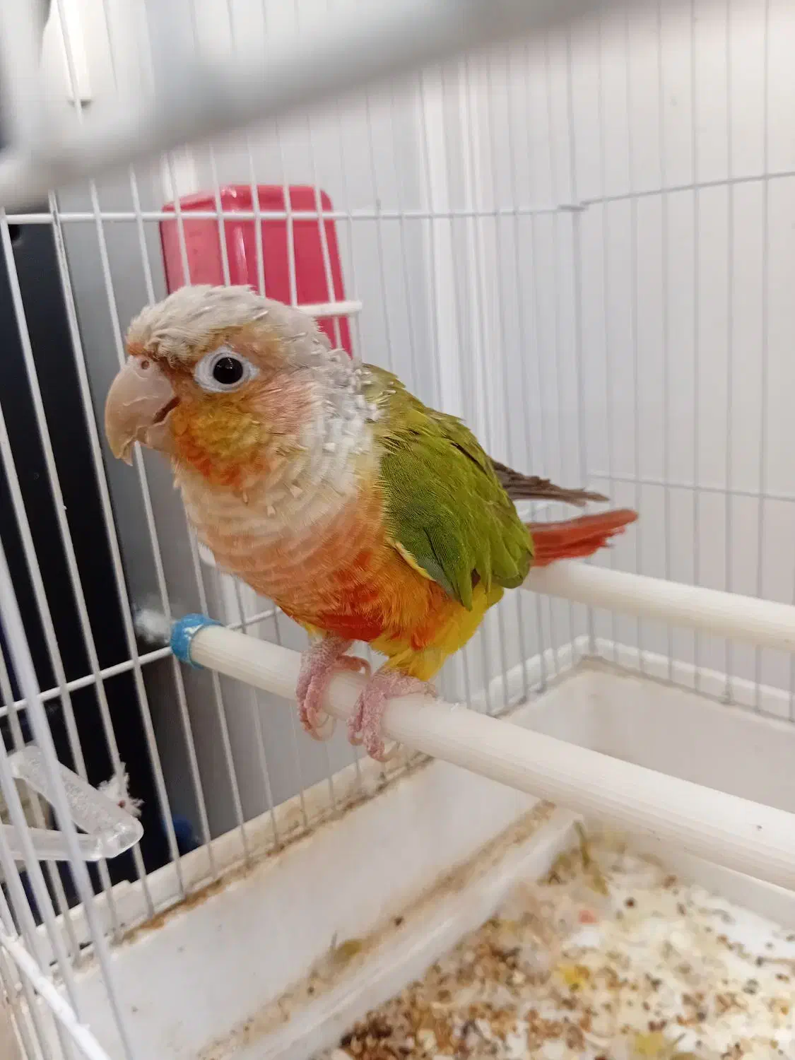 طوطی گرینچیک|پرنده|حمیدیا, |دیوار