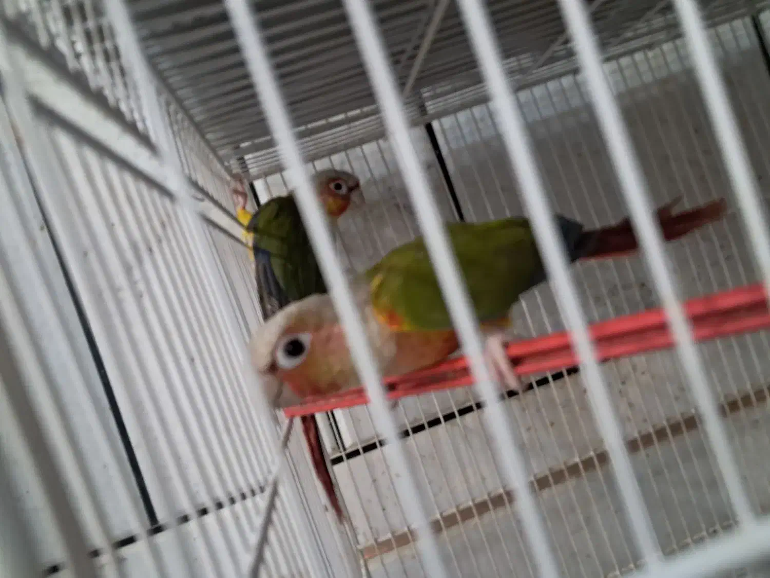 دو جفت گرینچیک ودوعدد قناری|پرنده|فردوس (خراسان), |دیوار