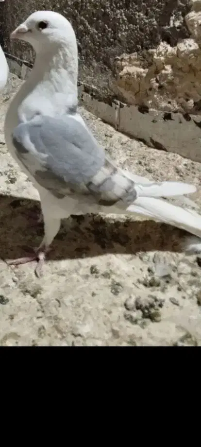 پشت گراف نر|پرنده|تربت جام, یحیی آباد|دیوار