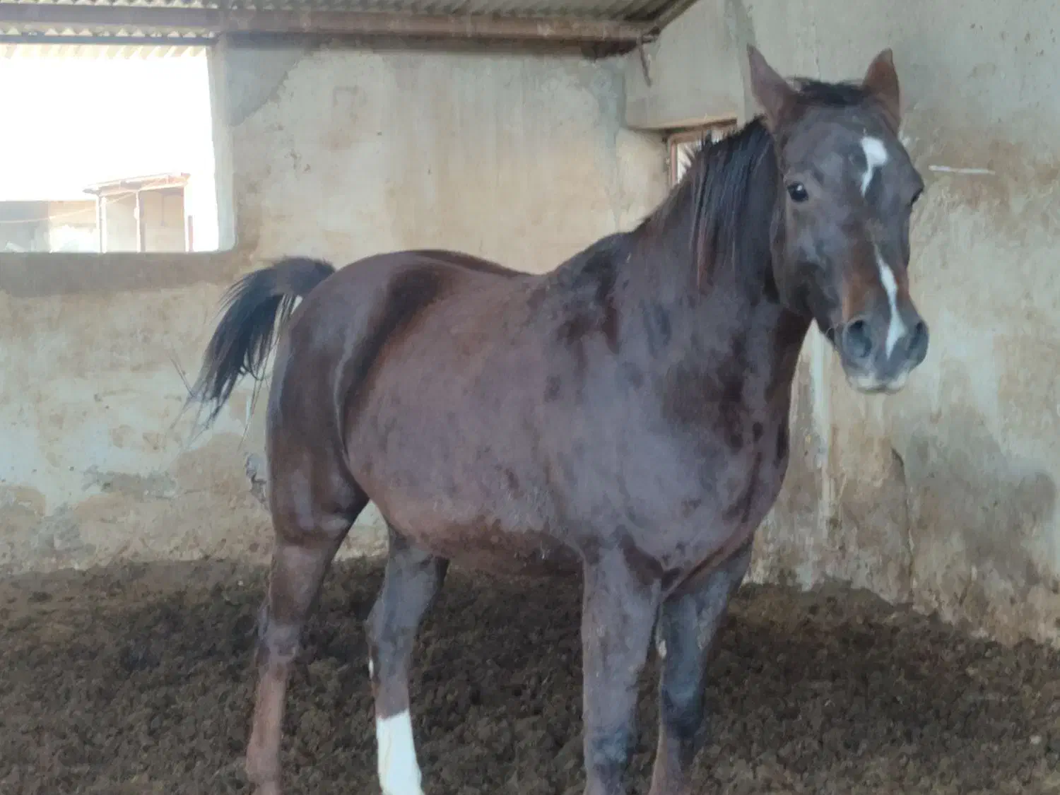 اسب ترکمن مادیان|اسب و تجهیزات اسبسواری|قزوین, |دیوار