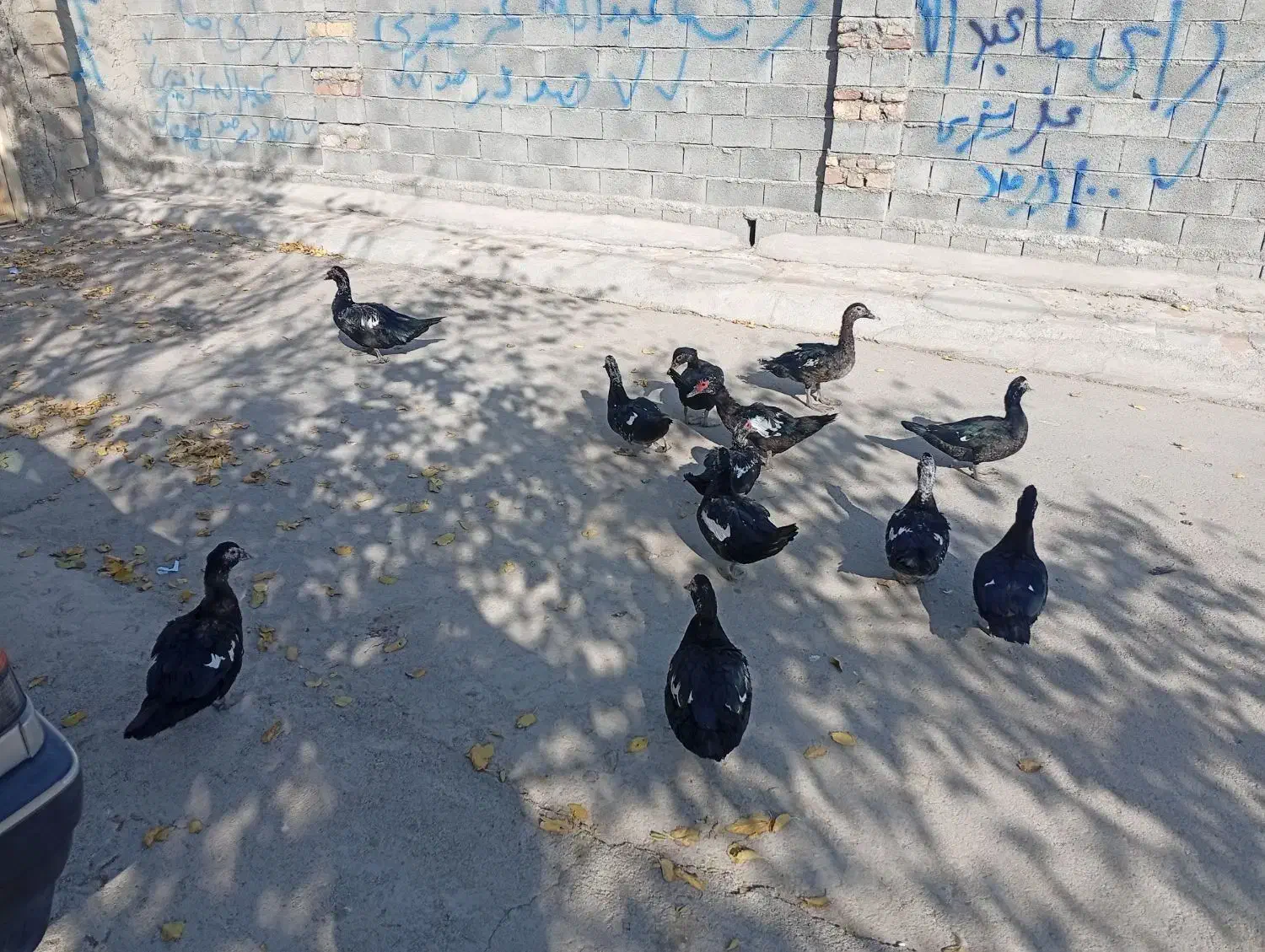 اردک|حیوانات مزرعه|بیستون, |دیوار