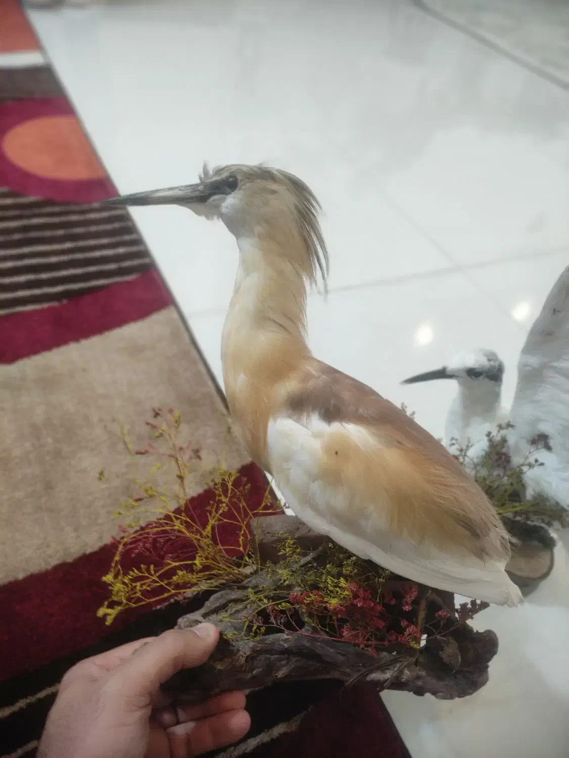 فروش پرنده دکوری|مجسمه، تندیس، ماکت|آباده, |دیوار