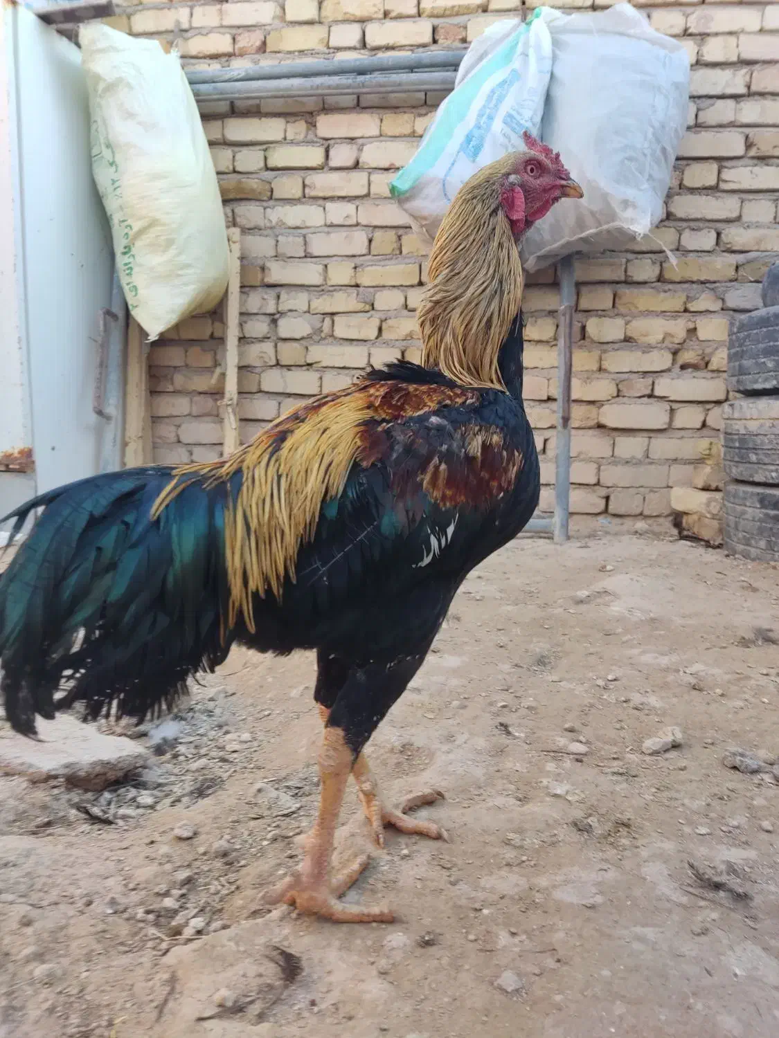 خروس لاری|حیوانات مزرعه|بزینه رود, |دیوار