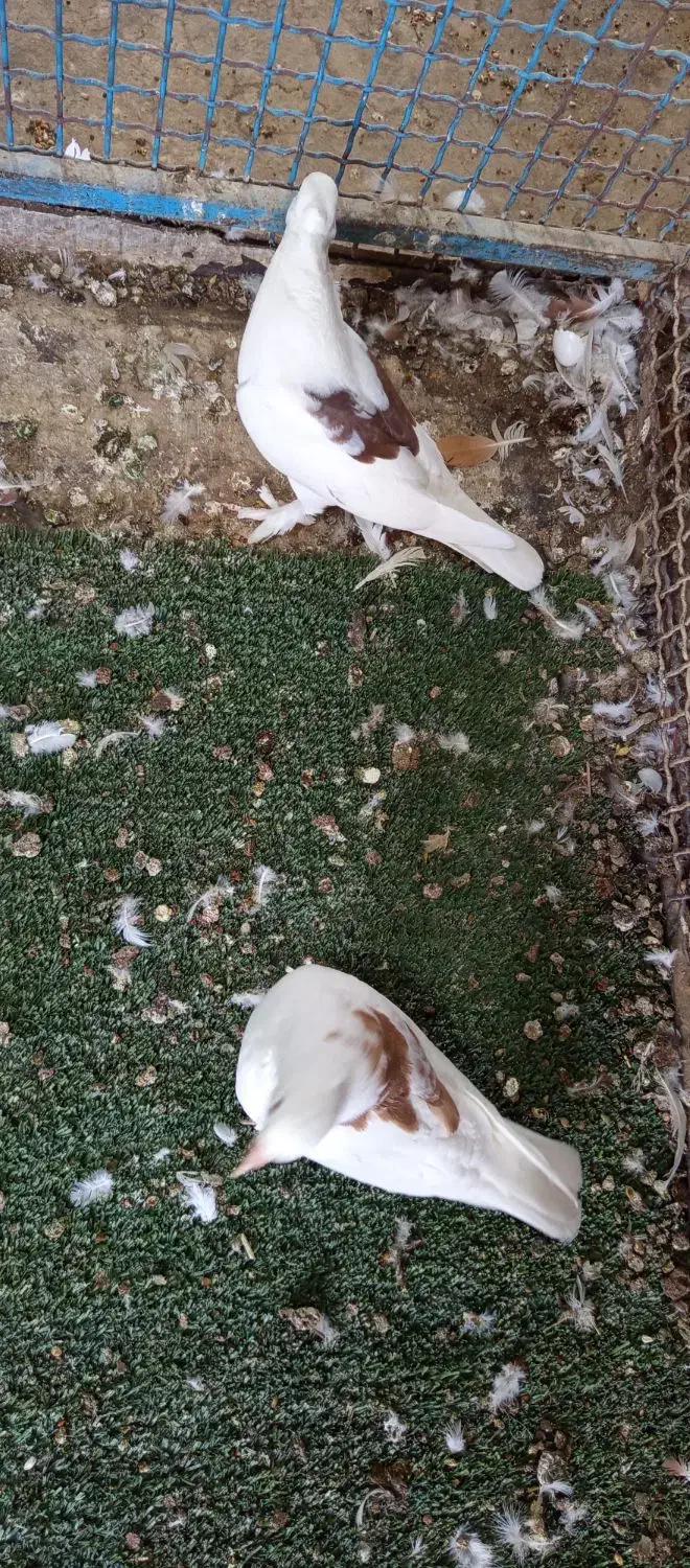 کفتر درجایی|پرنده|میناب, |دیوار