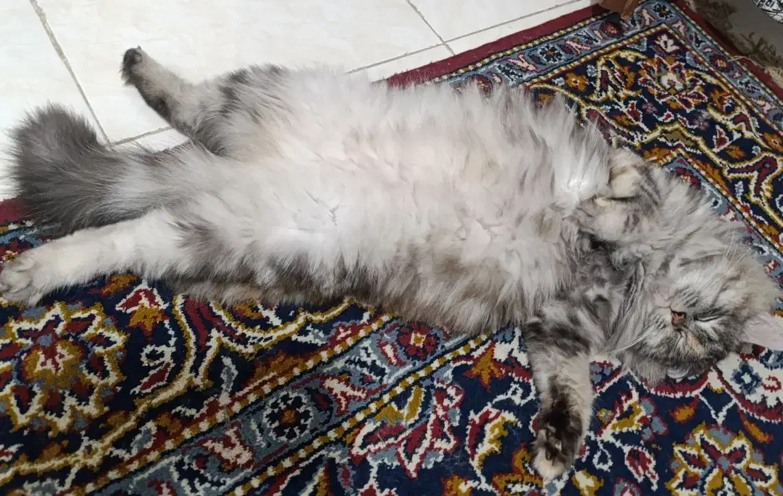 پرشین|گربه|بندرعباس, |دیوار