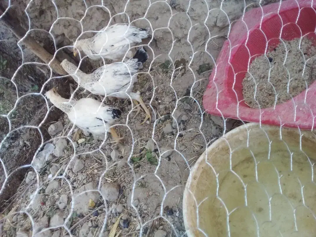 مرغ و خروس محلی|حیوانات مزرعه|جزنیک, |دیوار